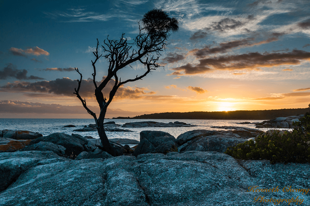 Morgan Street Dental Centre Dr Kenneth Cheung Landscape Portrait Photography Tree on top of Rocks Kenneth8